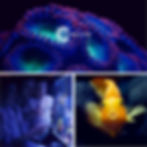 Coralife Block 1.jpg