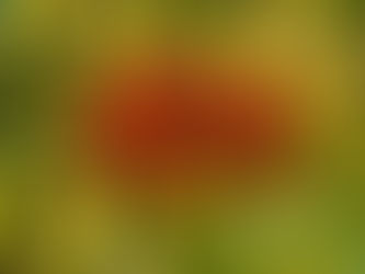 juicy ripe tomatoes close up on a plant