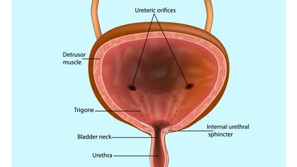 How caffeine affects the bladder and detrusor muscle