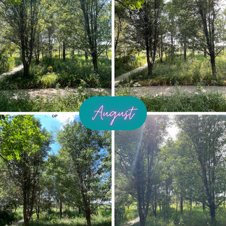 changing landscape during August at swing