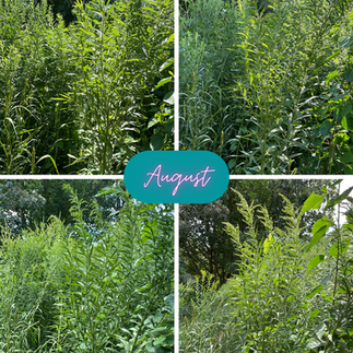 changing landscape during August in front of barn