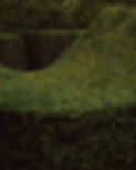 free-photo-of-close-up-of-green-hedge.jpeg
