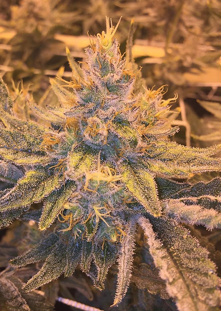 Maine Medical Weed