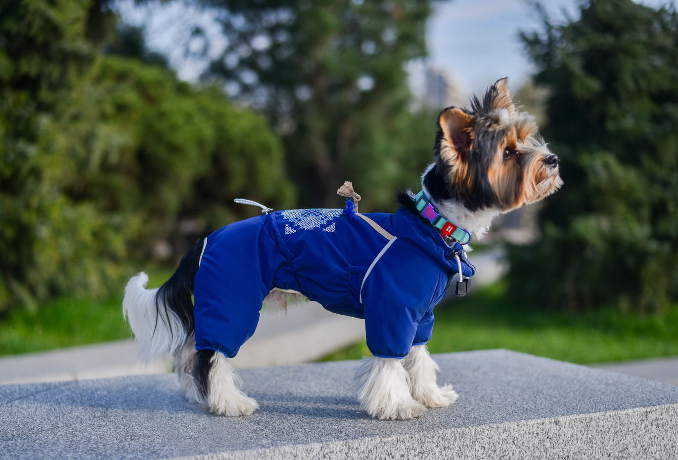 Комбінезон зимовий для собак Craftblue