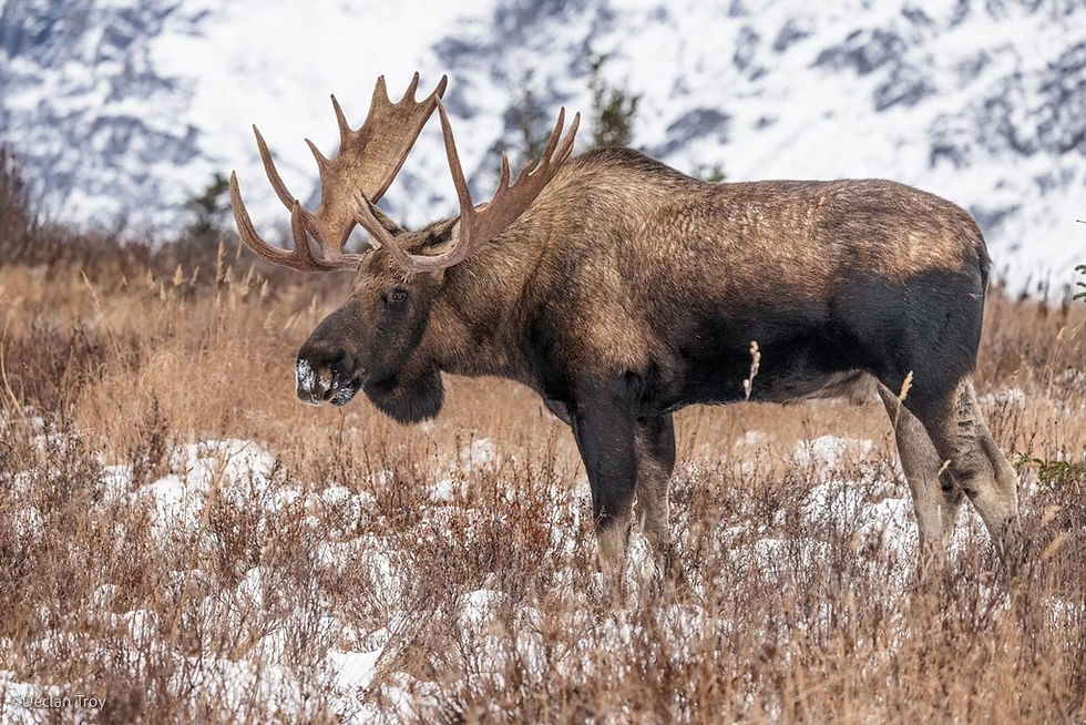 The Different Types of Moose in North America: Identification & Habitat Guide