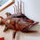 Thumbnail: Hogfish