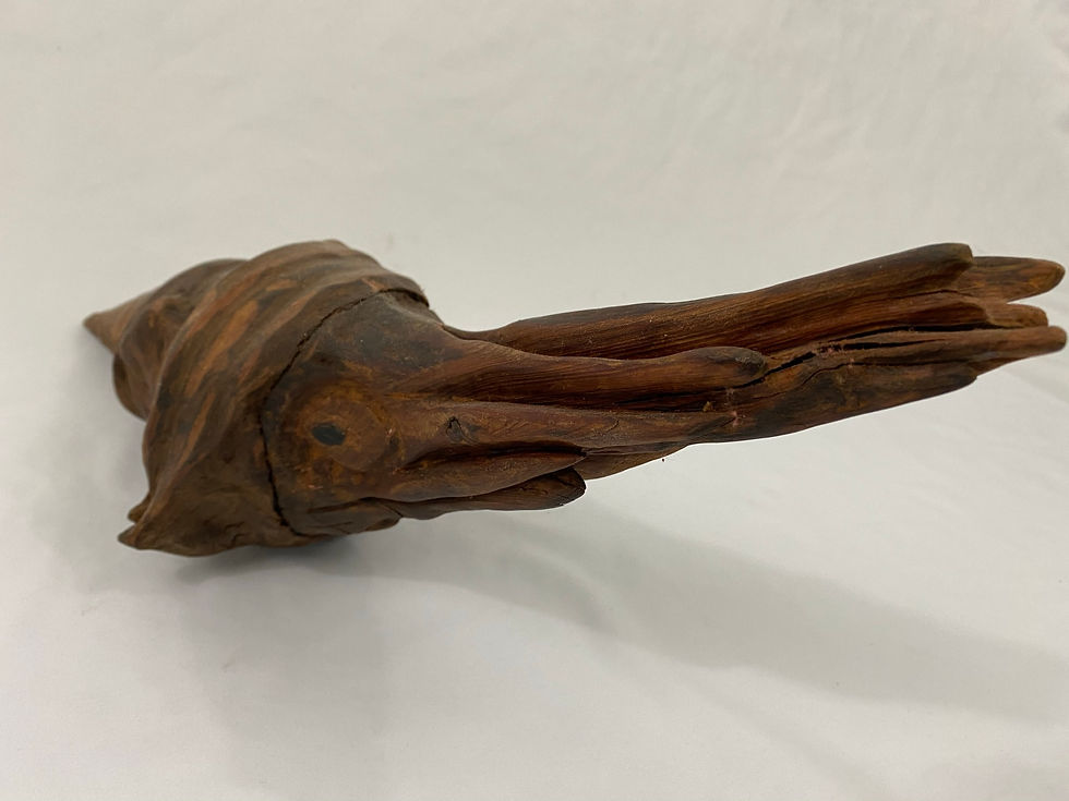 Thumbnail: Cuddlefish Driftwood