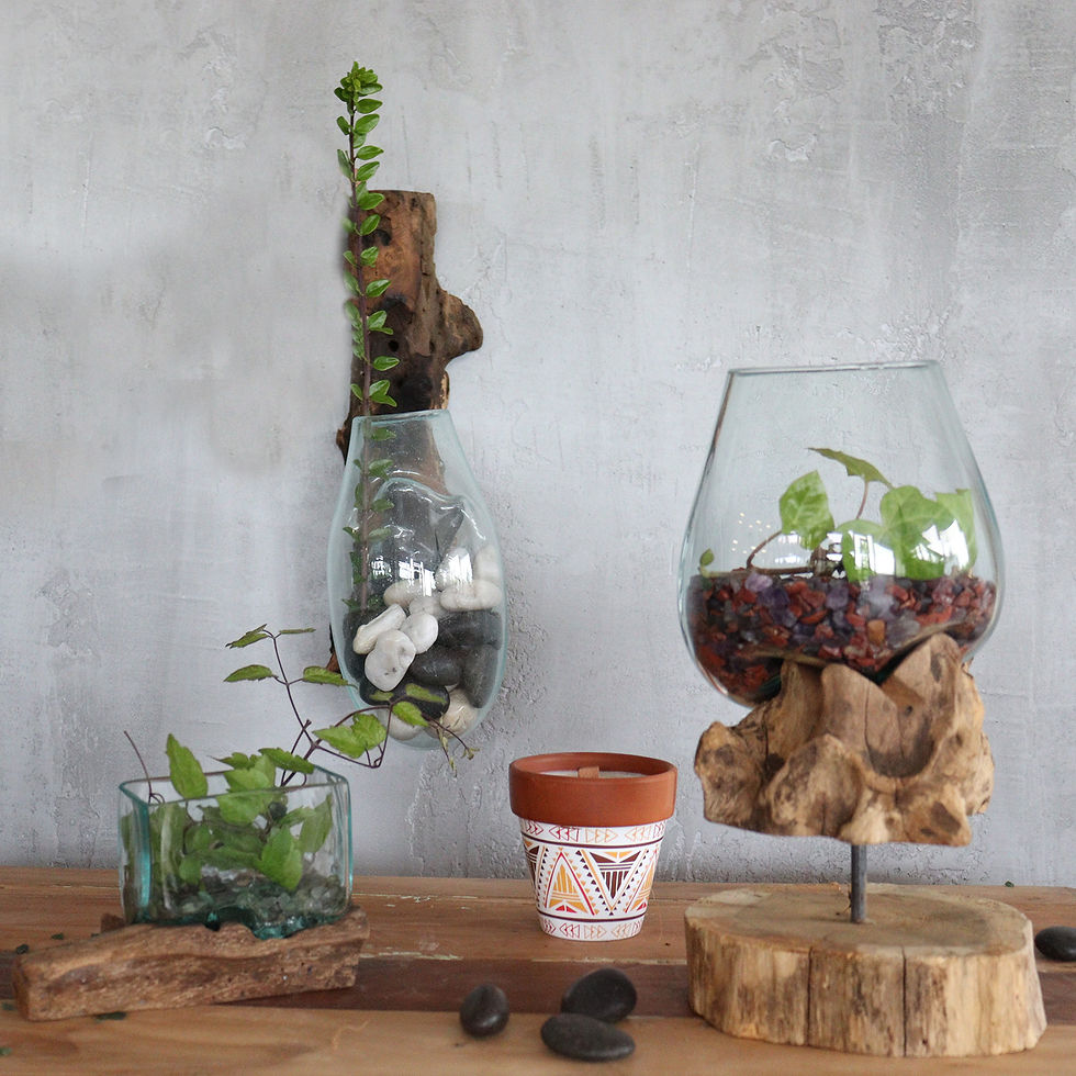Thumbnail: Glass terrarium with plants and driftwood