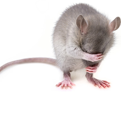 mouse-3194768_1920.jpg