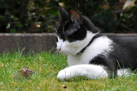 cat-396536_1920.jpg