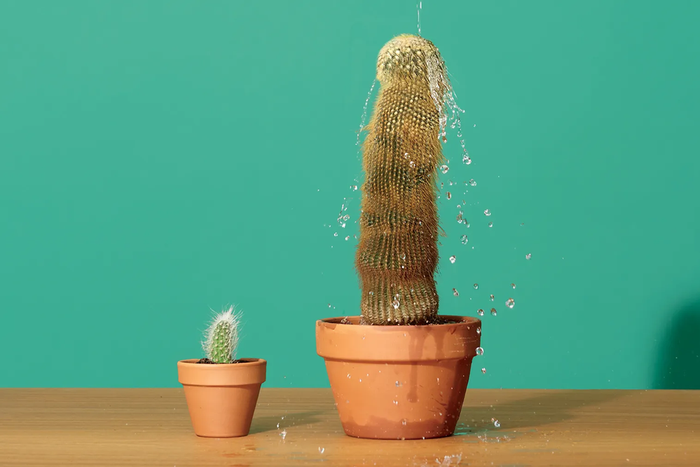 Prince Albert (PA) Piercing 101