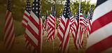 American flags arranged on poles in a field.