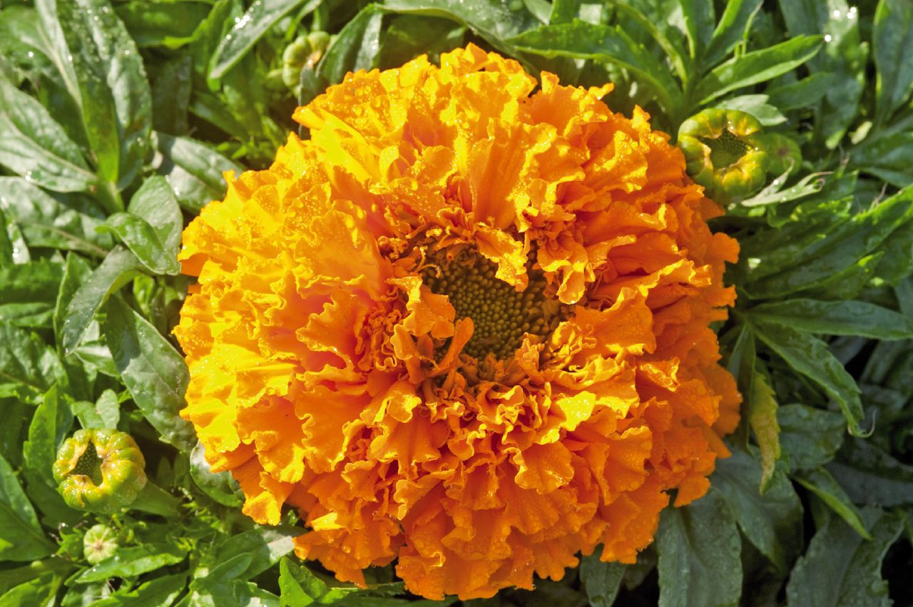 marigold