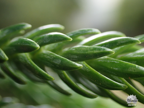 Cook Pine 柱狀南洋杉