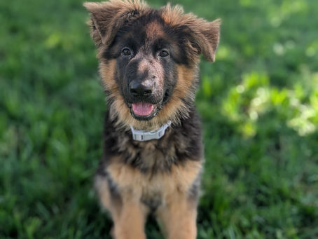 German Shepherd Puppy Training Board and Train