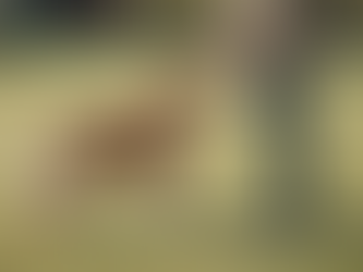 Professional Dog Trainer: Achieving AKC Titles and Obedience