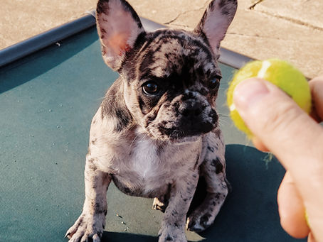 Understanding Puppy Training Costs and Choosing the Right Board and Train Options Near You