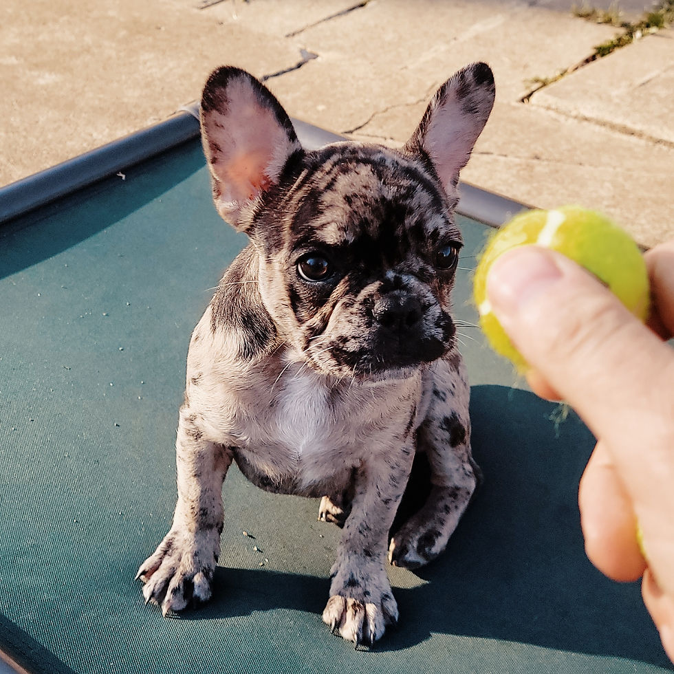 Understanding Puppy Training Costs and Choosing the Right Board and Train Options Near You