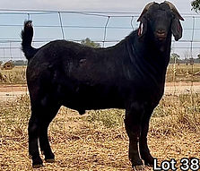 Lot 38- 2nd online sale.jpg