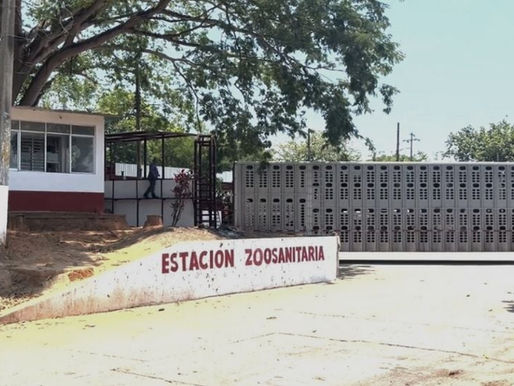 Intentan evadir filtros sanitarios pese a brote de gusano barrenador: Ganadera Local de Coatzacoalcos, Veracruz.