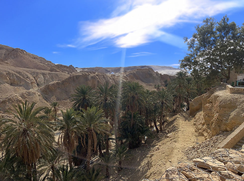 Oasis de montagne - L'oasis de Chebika