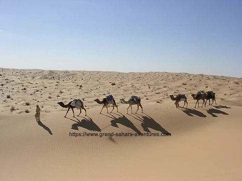 Randonnée chamelière dans le désert Tunisien.jpg