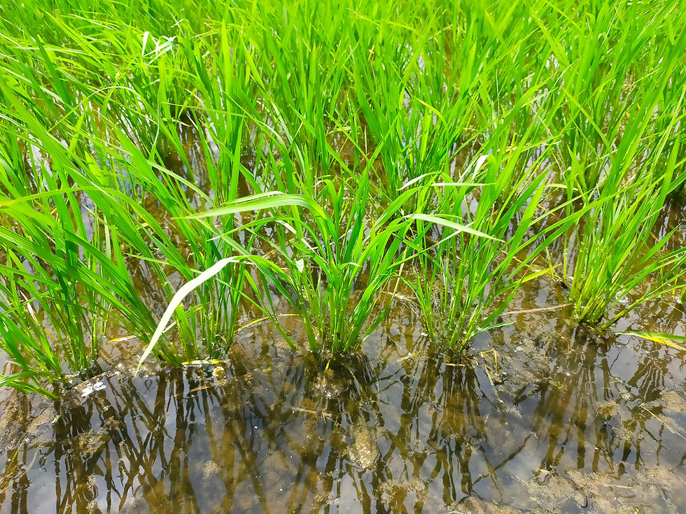 御殿場のピロール米、 販売開始しました!!