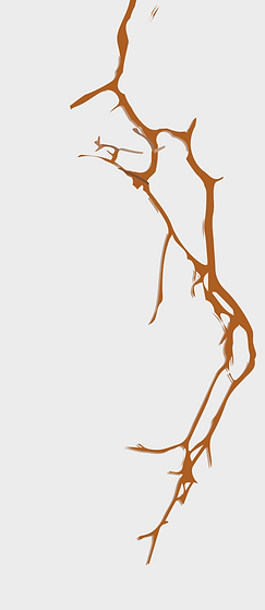 8. wurzel.png