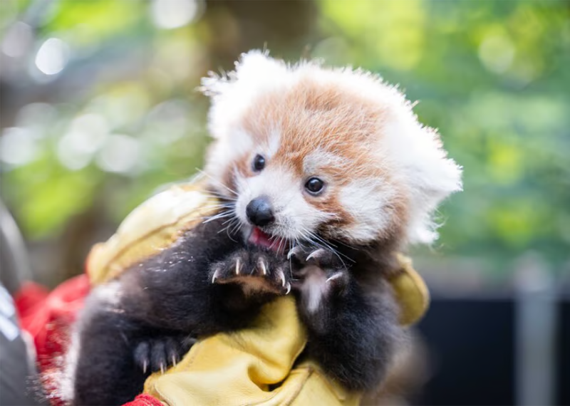 Jeune panda roux tenu dans des gants jaunes, en extérieur, regard curieux et mignon sur fond vert flou.