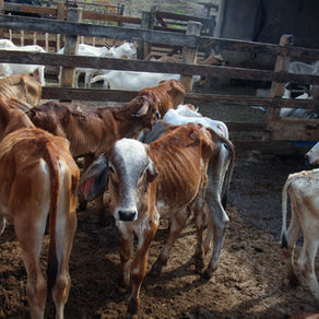 Foto mostra um grupo de bezerros em um curral de madeira. Os animais têm pelagem marrom, branca e mesclada, e alguns parecem bem magros.