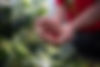 Harvesting coffee berries by agriculturist hands.jpg