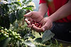 Harvesting coffee berries by agriculturist hands.jpg