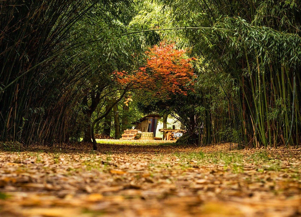 bamboogarden5.jpg
