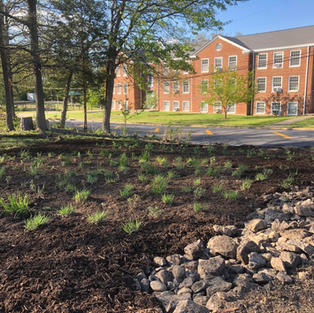 newly established meadow to control parking lot runoff.jpeg