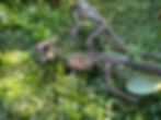 Thumbnail: Archaeoceratops steel skeletons
