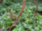 Thumbnail: life sized Steel Velociraptor skeleton 