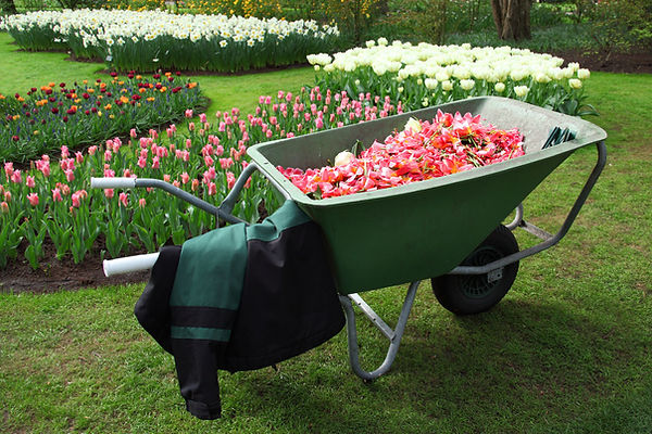 Wheelbarrow With Flowers