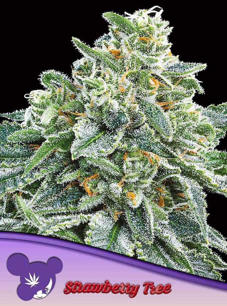 Anesia Seeds Strawberry Tree