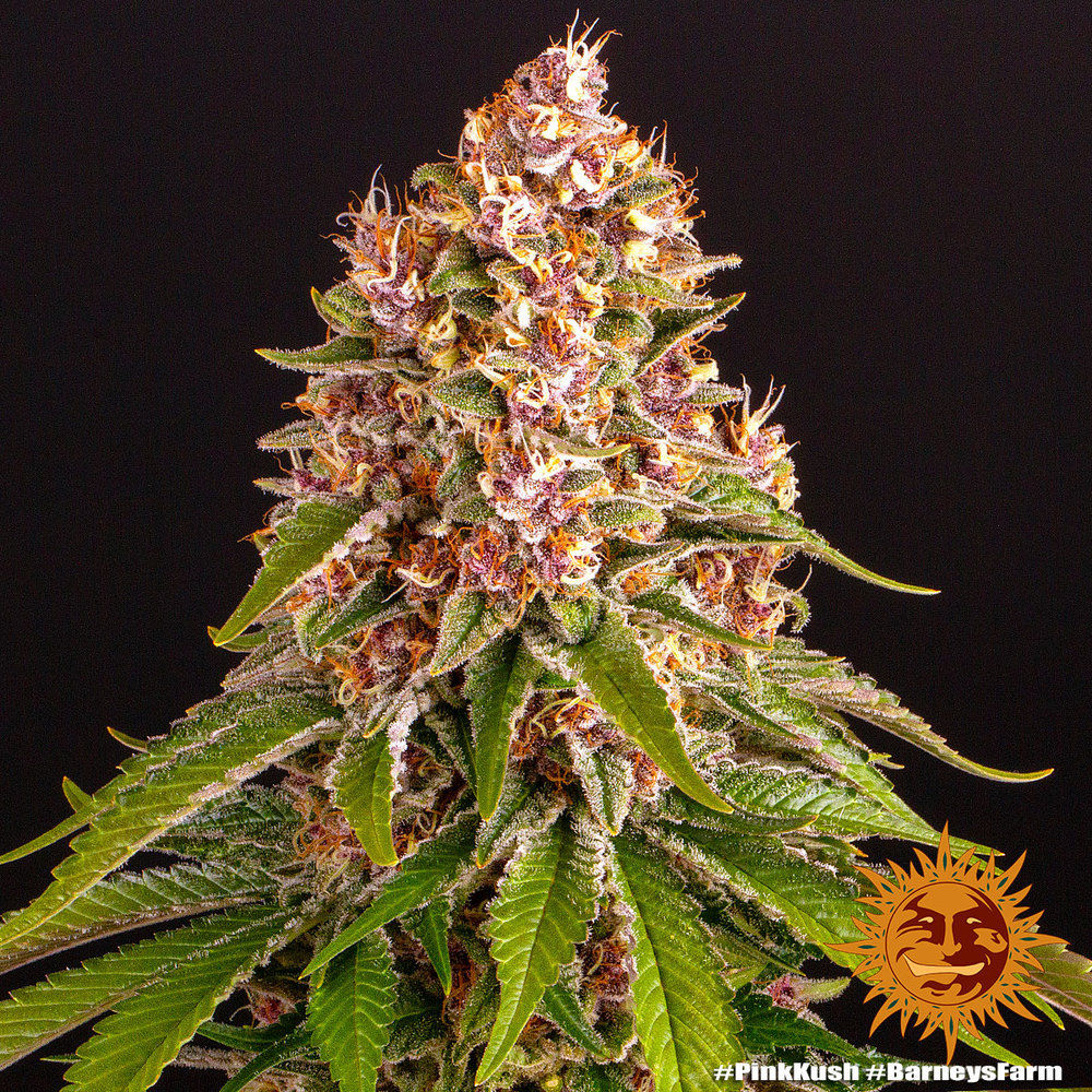 Barneys Farm Pink Kush