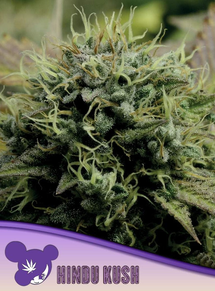 Anesia Seeds Hindu Kush