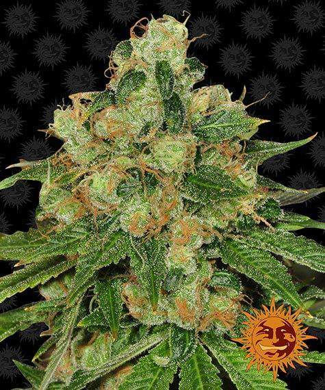 Barneys Farm CBD Caramel
