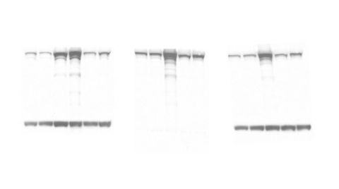 Bio-art project utilising imagery from western blotting techniques to explore changes in genetics on fertility