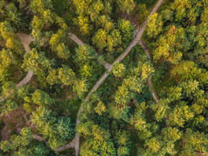 Natuurbegraven: een laatste plek in de natuur