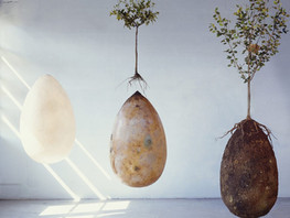 Een boom worden: de Bios urn en Capsula Mundi laten je anders denken