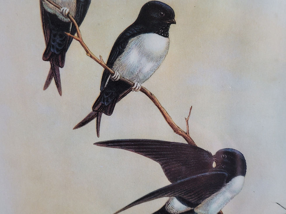 grand cadre Napoléon III