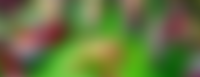 Bob Esponja: Em Busca da Calça Quadrada (Paramount/Divulgação)