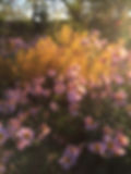 amsonia