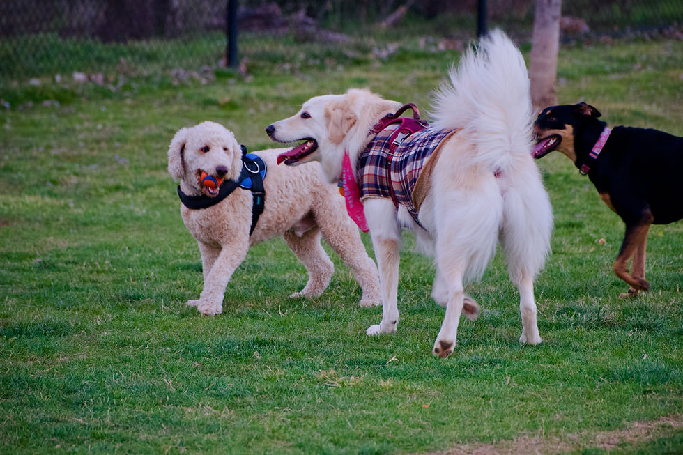 Rush Creek Dog Park is a nice little spot with separate areas for big and small dogs to run around off-leash. It's got about 5 acres of fenced space, with benches, shaded spots, water fountains, and even two parking lots. There's lighting too, so evening visits are no problem!