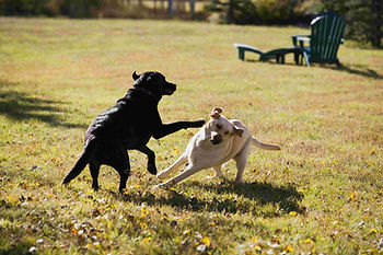 two healthy dogs playing in a field