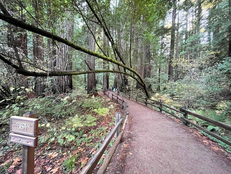 A Journey Through Time: My Visit to Muir Woods National Monument